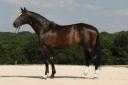 Componist Champblanc